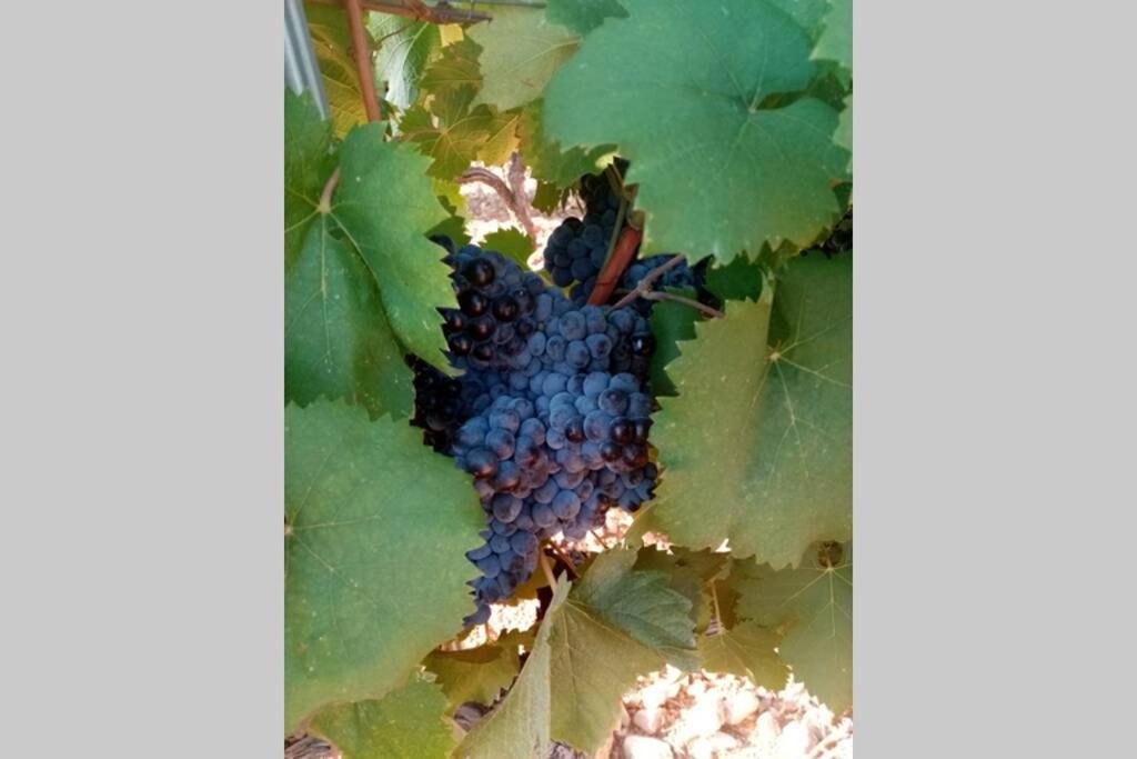 Appartamento T2 Au Coeur Des Vignes
